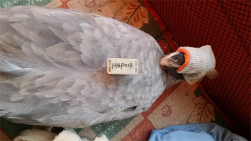 97622¹ú¼ÊÖÁ×ðÆ·ÅÆ,ºþÄÏÒ°Éú¶¯Îï×·×Ù,ºþÄÏÎÀÐÇ×·×ÙÆ÷,ºþÄÏ×·×ÙÆ÷ 97622¹ú¼ÊÖÁ×ðÆ·ÅÆ,ºþÄÏÒ°Éú¶¯Îï×·×Ù,ºþÄÏÎÀÐÇ×·×ÙÆ÷,ºþÄÏ×·×ÙÆ÷