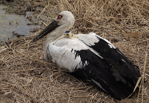 97622��������Ʒ��,����Ұ������׷��,��������׷����,����׷����