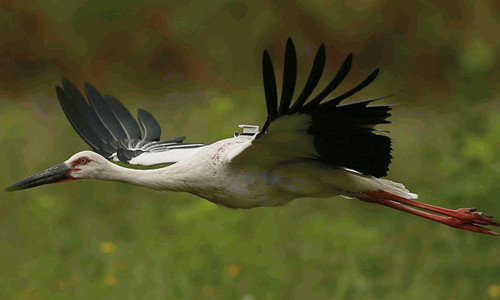 97622��������Ʒ��,����Ұ������׷��,��������׷����,����׷����