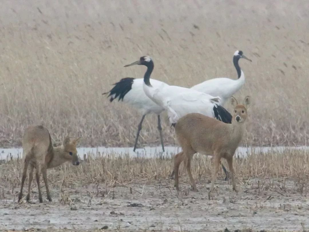 97622��������Ʒ��,����Ұ������׷��,��������׷����,����׷����