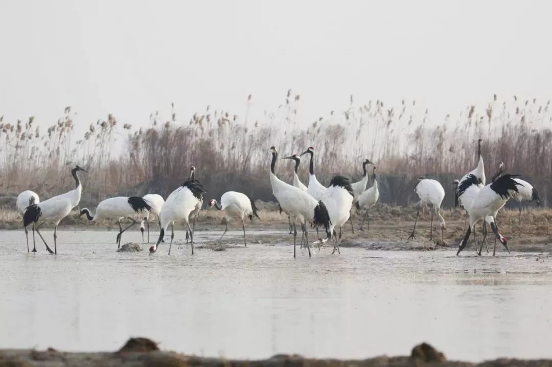 97622��������Ʒ��,����Ұ������׷��,��������׷����,����׷����