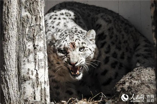 97622��������Ʒ��,����Ұ������׷��,��������׷����,����׷����