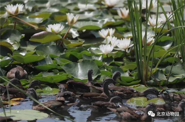 97622��������Ʒ��,����Ұ������׷��,��������׷����,����׷����