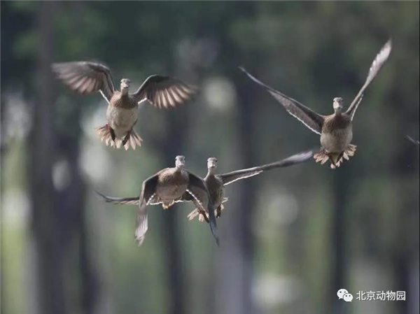 97622��������Ʒ��,����Ұ������׷��,��������׷����,����׷����