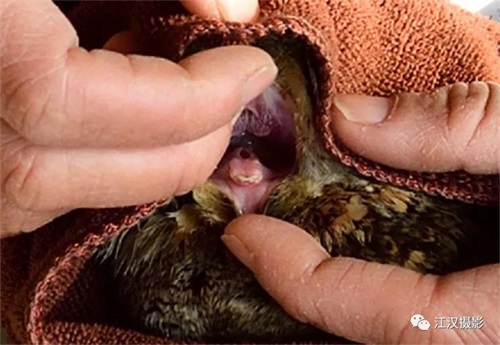 97622��������Ʒ��,����Ұ������׷��,��������׷����,����׷����