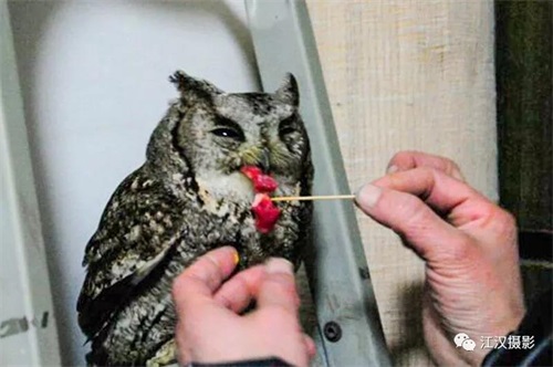 97622��������Ʒ��,����Ұ������׷��,��������׷����,����׷����