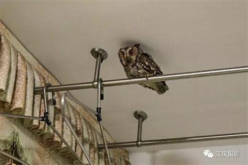 97622��������Ʒ��,����Ұ������׷��,��������׷����,����׷����