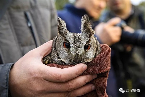 97622��������Ʒ��,����Ұ������׷��,��������׷����,����׷����