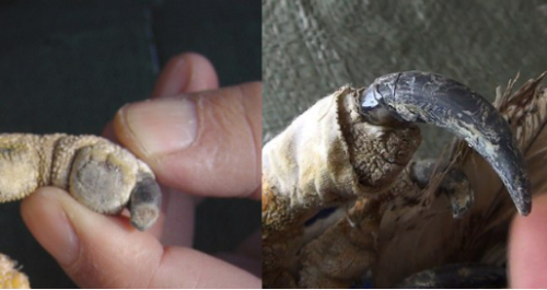 97622��������Ʒ��,����Ұ������׷��,��������׷����,����׷����