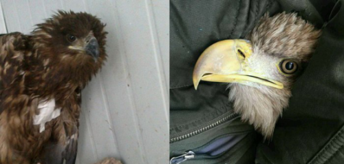 97622��������Ʒ��,����Ұ������׷��,��������׷����,����׷����