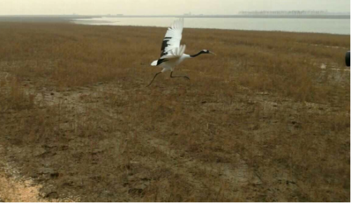 97622��������Ʒ��,����Ұ������׷��,��������׷����,����׷����