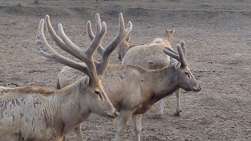 97622��������Ʒ��,����Ұ������׷��,��������׷����,����׷����