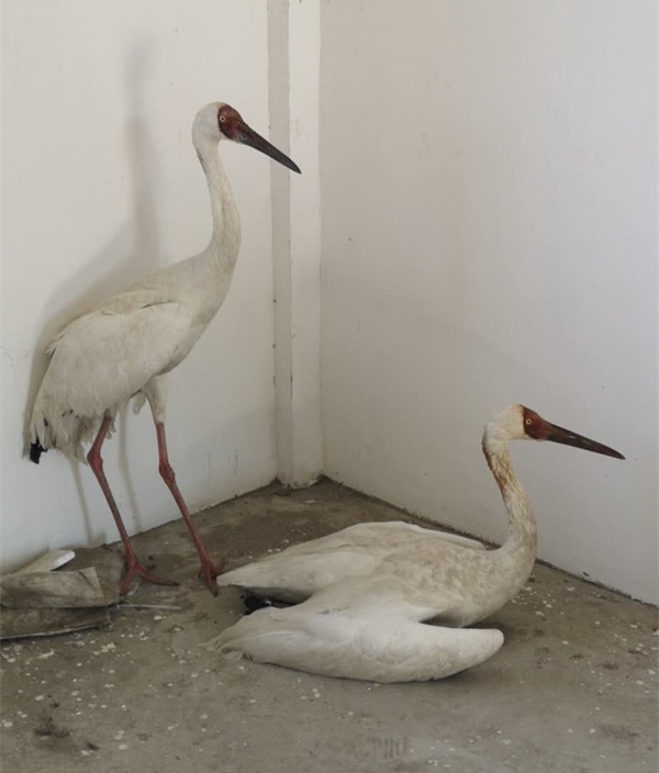 97622��������Ʒ��,����Ұ������׷��,��������׷����,����׷����