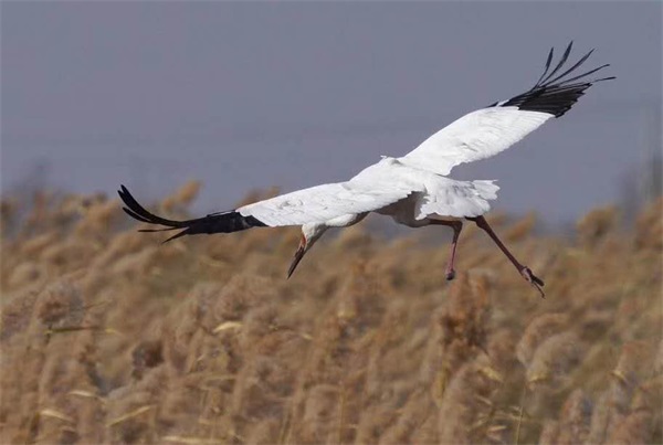 97622��������Ʒ��,����Ұ������׷��,��������׷����,����׷����