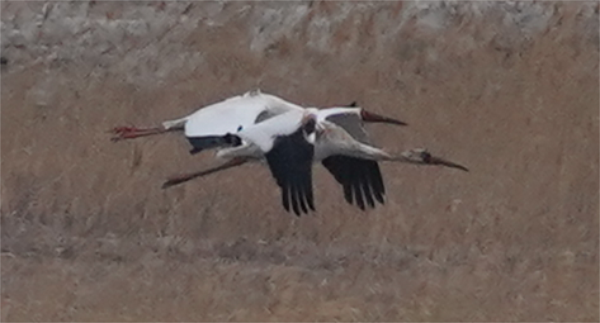 97622��������Ʒ��,����Ұ������׷��,��������׷����,����׷����