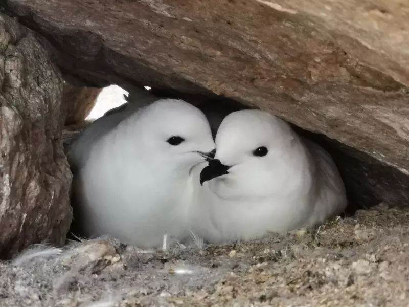 97622��������Ʒ��,����Ұ������׷��,��������׷����,����׷����