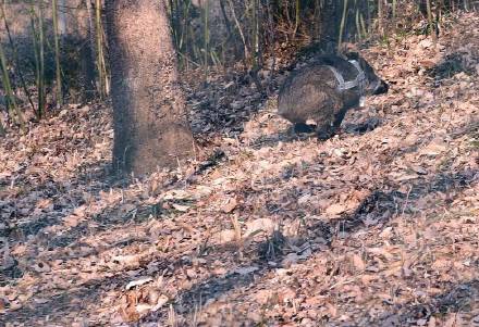 97622��������Ʒ��,����Ұ������׷��,��������׷����,����׷����