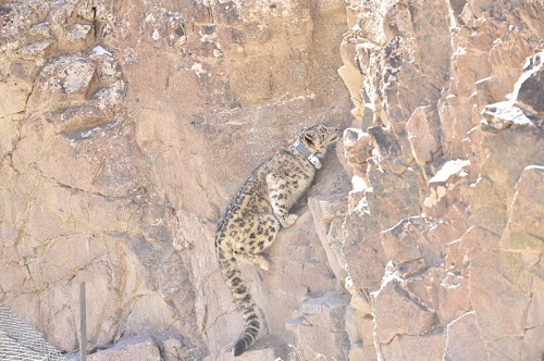 97622��������Ʒ��,����Ұ������׷��,��������׷����,����׷����