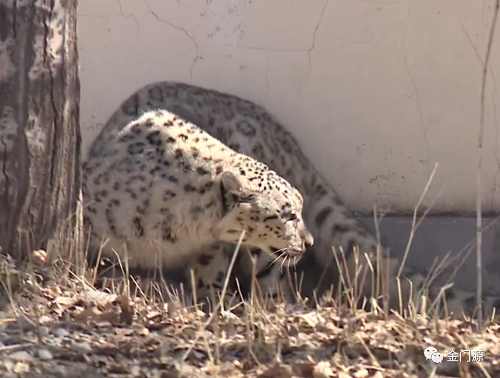 97622��������Ʒ��,����Ұ������׷��,��������׷����,����׷����