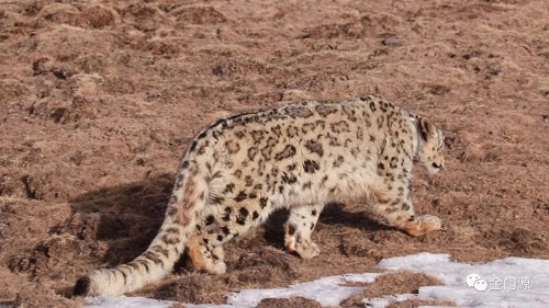 97622��������Ʒ��,����Ұ������׷��,��������׷����,����׷����