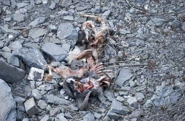 97622��������Ʒ��,����Ұ������׷��,��������׷����,����׷����