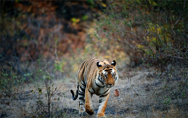 97622��������Ʒ��,����Ұ������׷��,��������׷����,����׷����