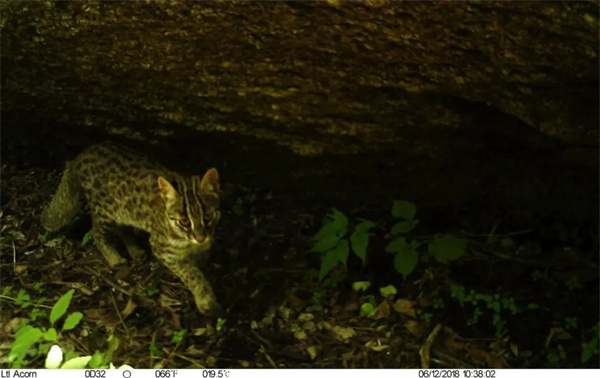 97622��������Ʒ��,����Ұ������׷��,��������׷����,����׷����