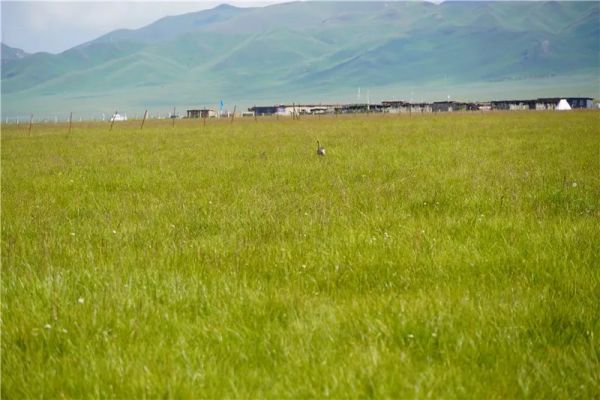 97622��������Ʒ��,����Ұ������׷��,��������׷����,����׷����