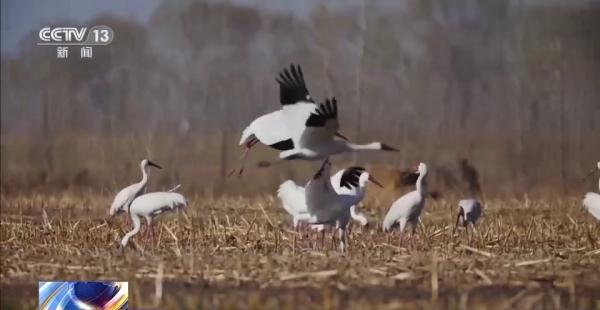 97622��������Ʒ��,����Ұ������׷��,��������׷����,����׷����