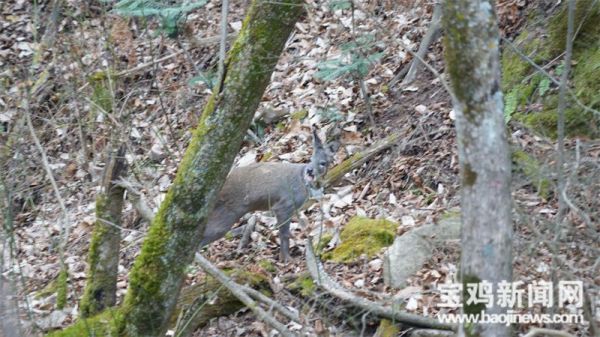 97622��������Ʒ��,����Ұ������׷��,��������׷����,����׷����