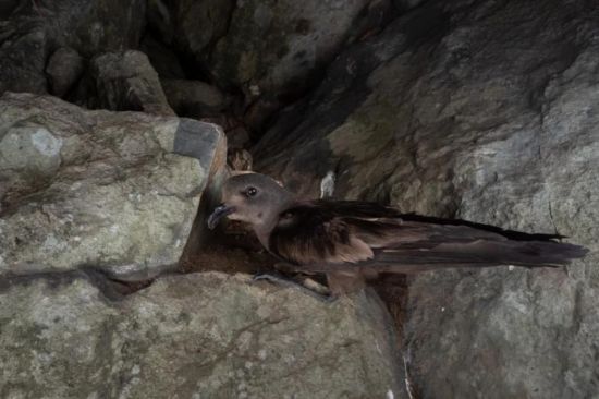 97622��������Ʒ��,����Ұ������׷��,��������׷����,����׷����