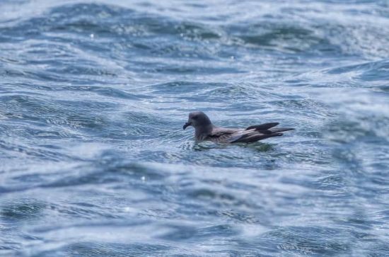 97622��������Ʒ��,����Ұ������׷��,��������׷����,����׷����